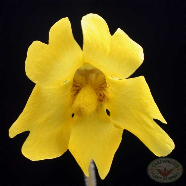 Pinguicula lutea flower