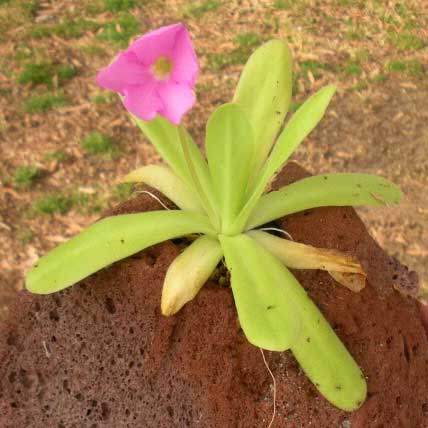 Pinguicula moctezuma x gigantea