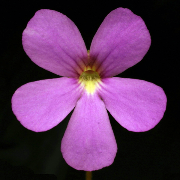 Pinguicula x Pirouette