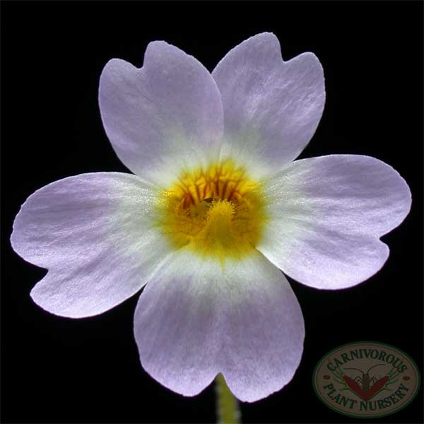 Pinguicula primuliflora flower