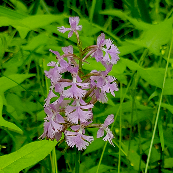 Platanthera psycodes from Wikicommons