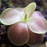 Pinguicula 'Sethos' from wiki commons