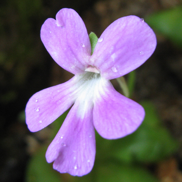 Pinguicula 'Sethos' from wiki commons