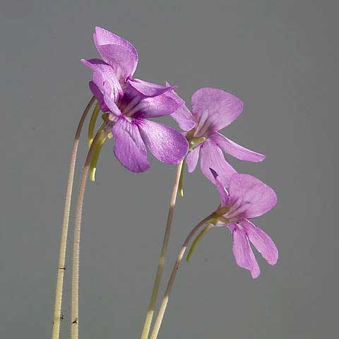 Pinguicula x Weser