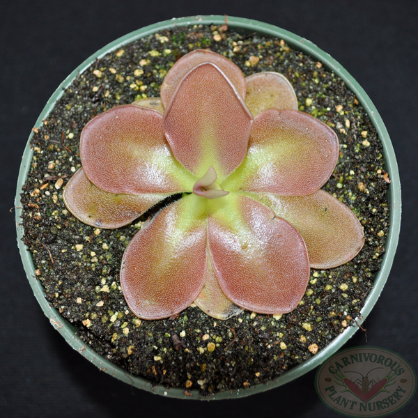 Pinguicula x Weser