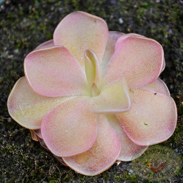 Pinguicula x Pirouette