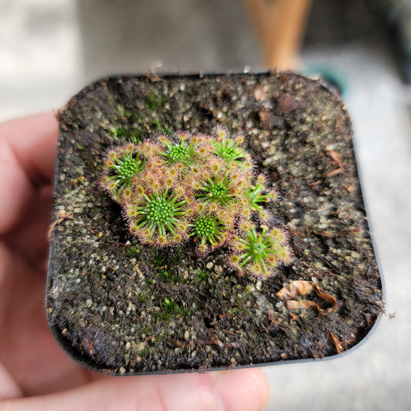 Drosera paleacea