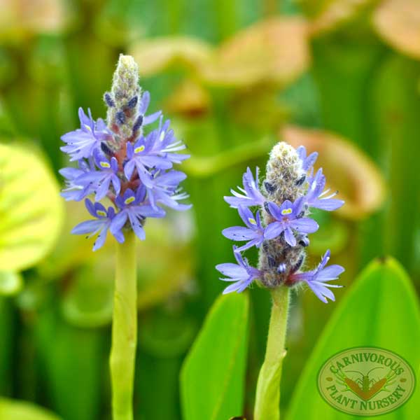 Pontederia cordata