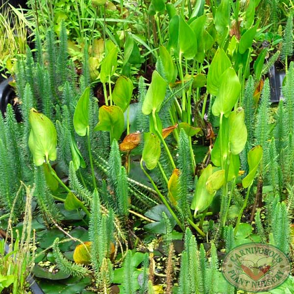 Pontederia cordata