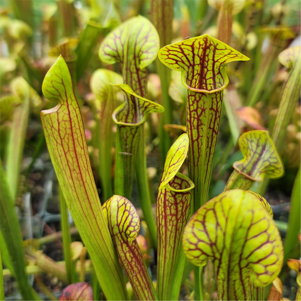 Sarracenia x popei