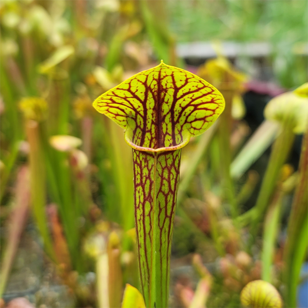 Sarracenia x popei