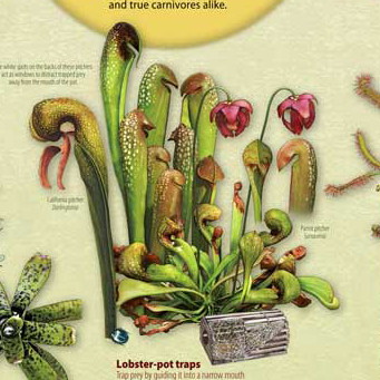 Carnivorous Plant Types Poster