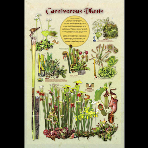 Cultivo's Savage Garden  Custom Carnivorous plant Bogs– Cultivo