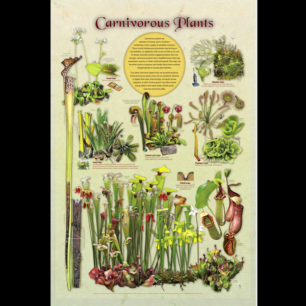 Carnivorous Plant Types Poster