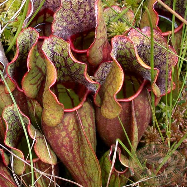 Sarracenia purpurea purpurea