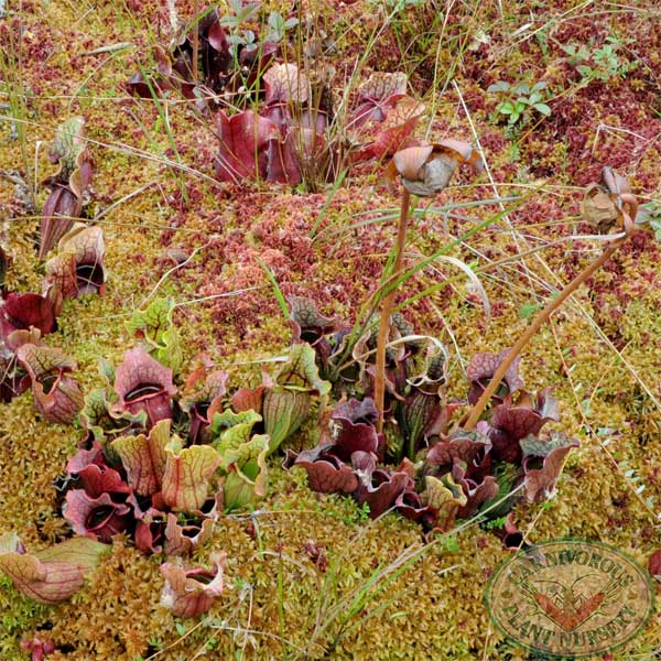 Sarracenia purpurea purpurea