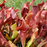 Sarracenia x Red Apache