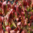 Sarracenia x catesbaei - Red