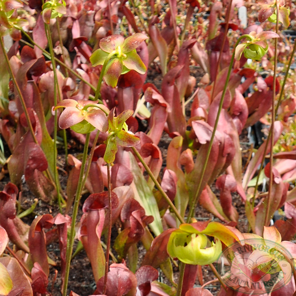 Sarracenia x catesbaei - Red