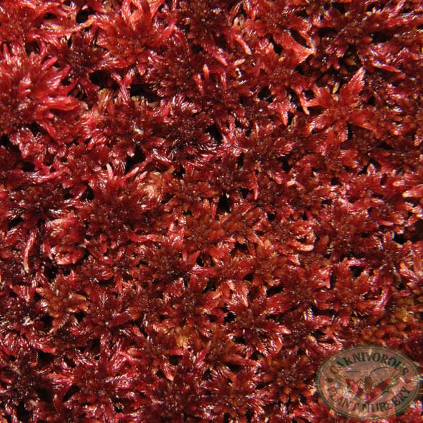 Sphagnum Moss - Red