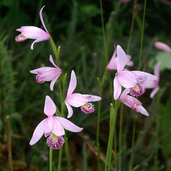 Pogonia ophioglossoides