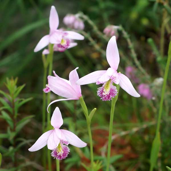 Pogonia ophioglossoides