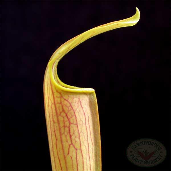 Sarracenia alata