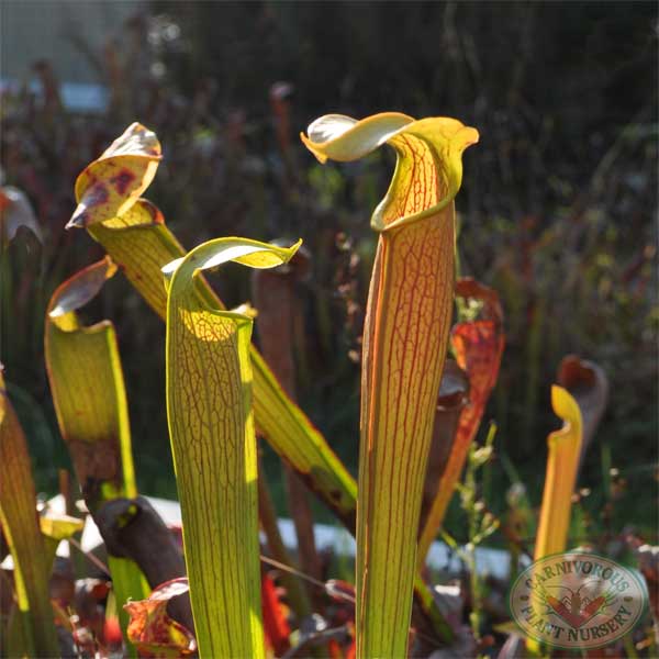 Sarracenia alata