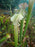 Sarracenia x areolata
