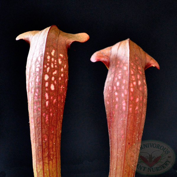 Sarracenia x Bug Bat