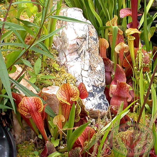 Sarracenia x catesbaei