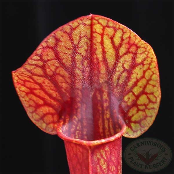 Sarracenia x catesbaei