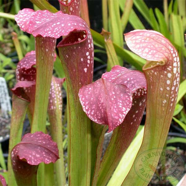 Sarracenia x excellens