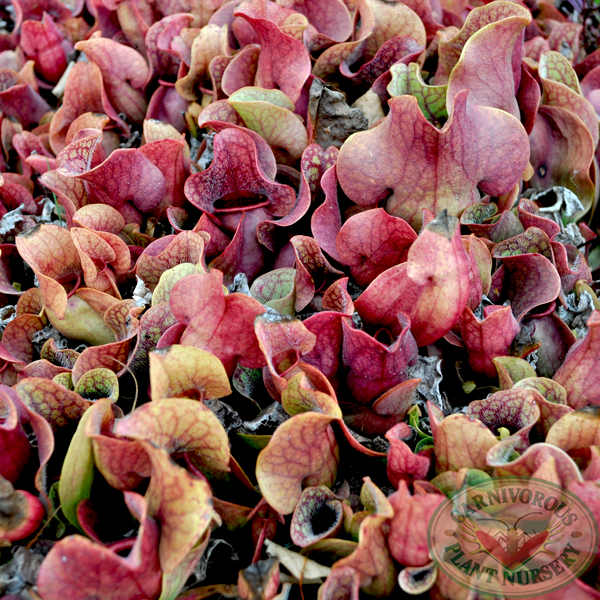 Sarracenia x Fat Chance