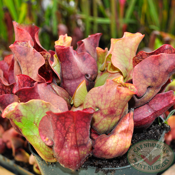 Sarracenia x Fat Chance