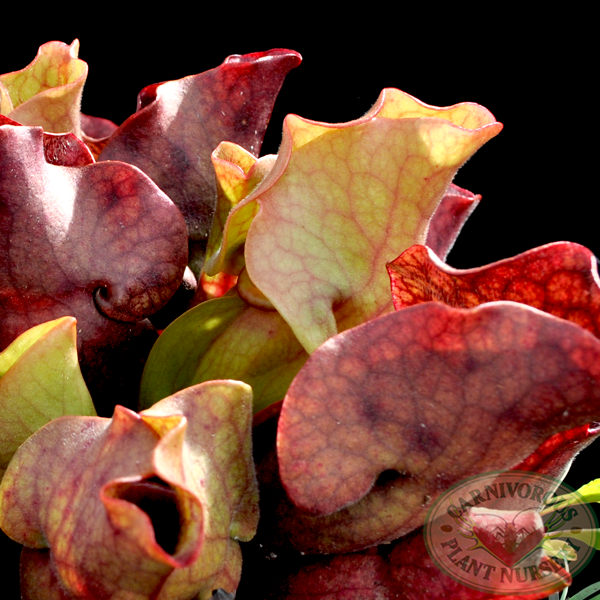 Sarracenia x Fat Chance