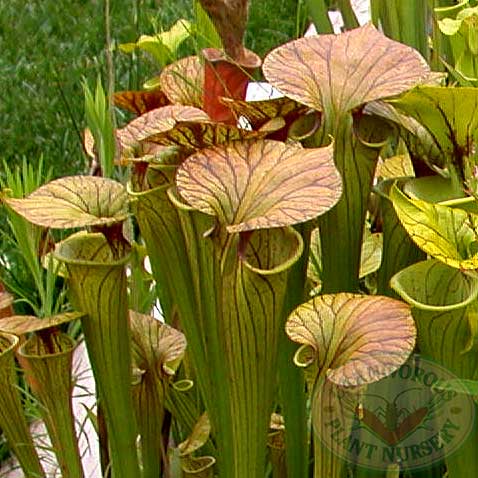 Copper top Pitcher Plant