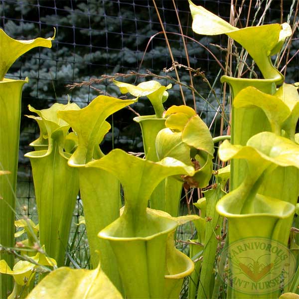 Sarracenia flava maxima