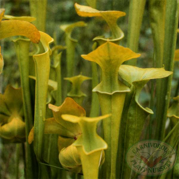 Sarracenia flava maxima