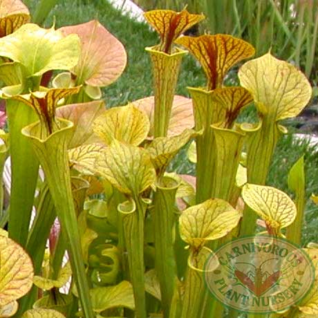 Sarracenia flava mix