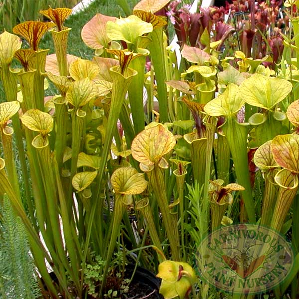 Sarracenia flava mix