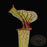 Sarracenia flava ornata
