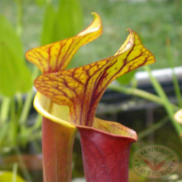 Sarracenia flava rubricorpora Seeds | | Carnivorous Plant Nursery