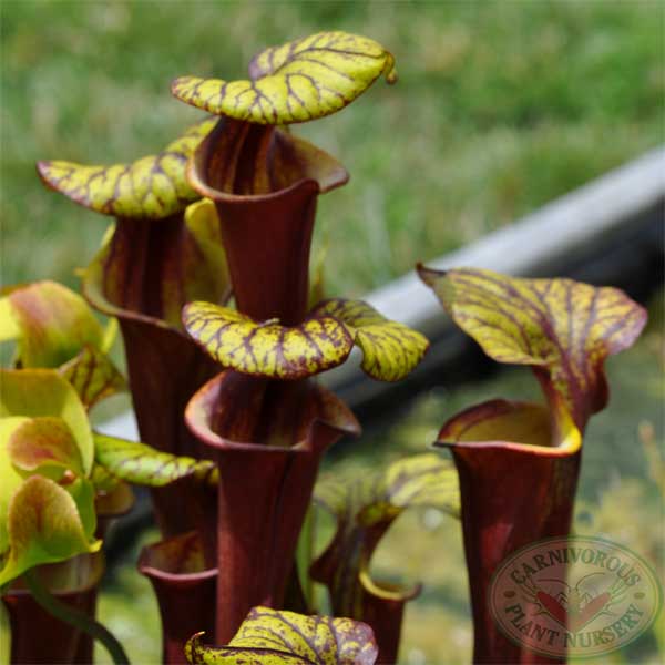 Sarracenia flava rubricorpora