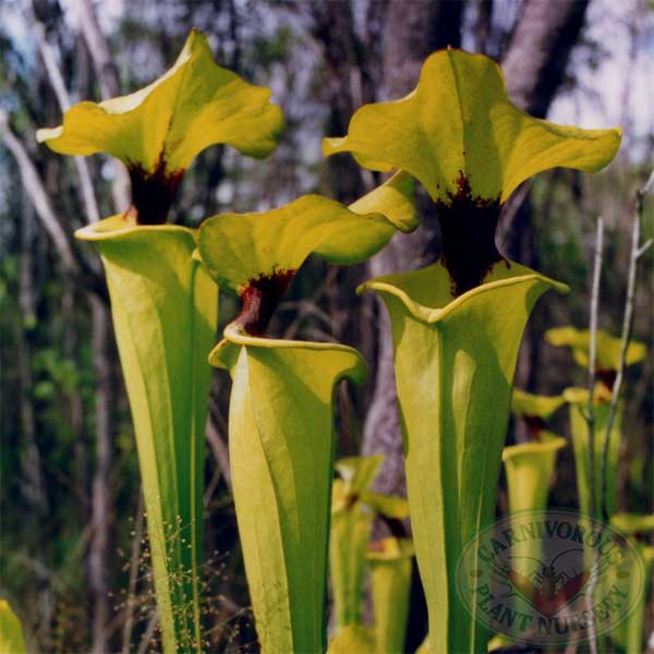 Sarracenia flava rugelli