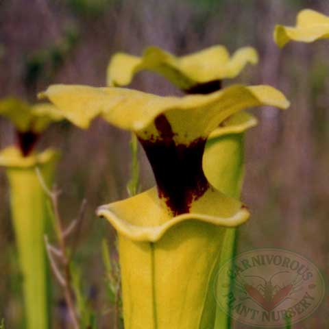 Sarracenia flava rugelli
