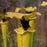 Sarracenia flava rugelli