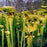 Sarracenia flava rugelli