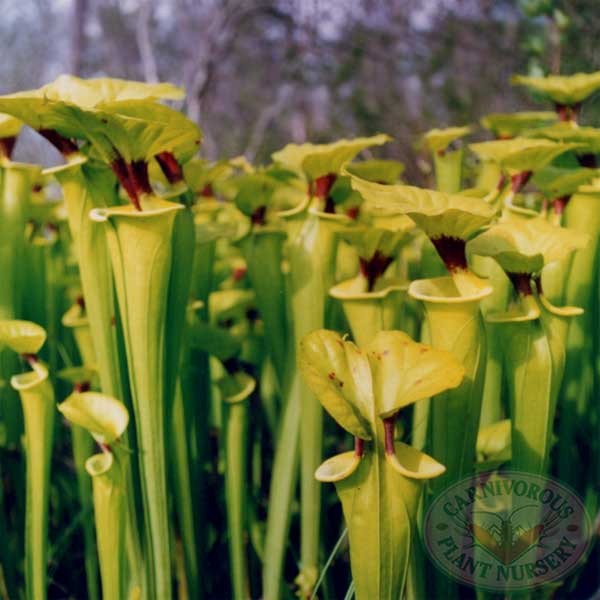 Sarracenia flava rugelli