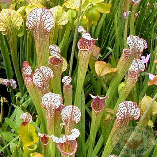 Sarracenia x Fuschia